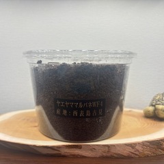 ②ヤエヤママルバネWF4幼虫5頭セット