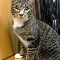 ※代理投稿※人懐っこい【ちゃちゃ丸】♂推定2024年6月生
