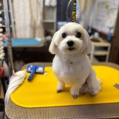 大型犬(ピットブル)のお友達探してます🍀*゜ - 仙台市