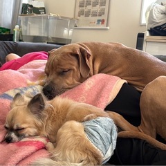 大型犬(ピットブル)のお友達探してます🍀*゜