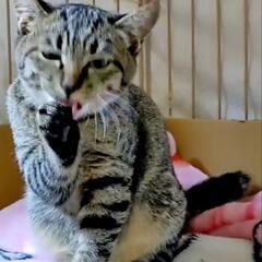 譲渡完了❤️4ヶ月❤️ - 猫