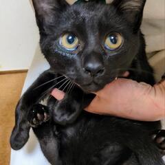 決定。耳の大きな大人しい黒子猫❤️3.5ヶ月❤ − 福岡県