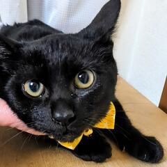 決定。耳の大きな大人しい黒子猫❤️3.5ヶ月❤ - 猫