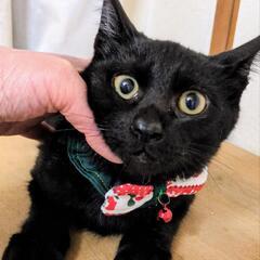 決定。耳の大きな大人しい黒子猫❤️3.5ヶ月❤ - 福岡市