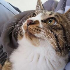 危機一髪で助かった猫ちゃん。