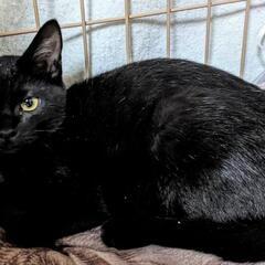綺麗で可愛い❤️黒子猫5ヶ月❤️ - 猫