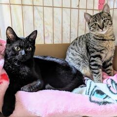 綺麗で可愛い❤️黒子猫5ヶ月❤️ - 里親募集