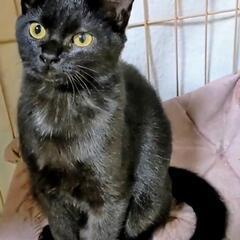 綺麗で可愛い❤️黒子猫5ヶ月❤️ - 福岡市