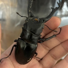 ギラファノコギリクワガタ幼虫の画像