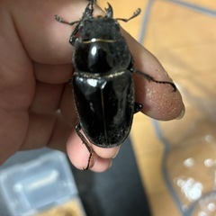 ギラファノコギリクワガタ幼虫の画像