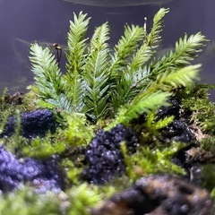 【ジモティー期間限定割引中】苔テラリウム