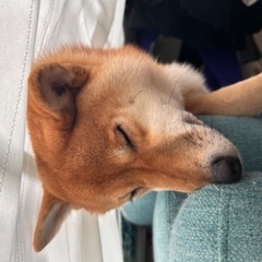里親募集 − 埼玉県