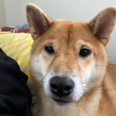 里親募集