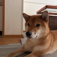 里親募集 - 犬