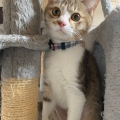4〜5ヶ月の控えめなリンちゃん💓ハンモック大好きな女の子です☺️