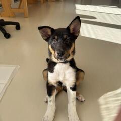 生後3ヶ月の仔犬 雑種
