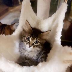 【トライアル中】癒し系キジ子猫３ヶ月