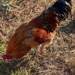 雄鶏欲しい方差し上げます　