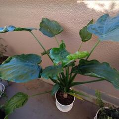観葉植物 クワズイモの画像