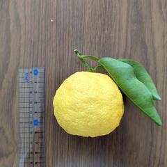 花柚子1個20円の画像