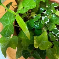 観葉植物 アイビー プミラ 10cmの画像