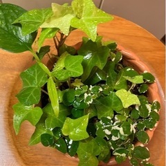 観葉植物 アイビー プミラ 10cmの画像
