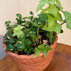 観葉植物 アイビー プミラ 10cm