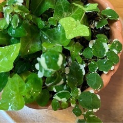 観葉植物 アイビー プミラ 10cmの画像