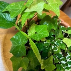 観葉植物 アイビー プミラ 10cmの画像