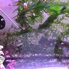 水草 