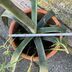 ランキングキーワードに紐づく投稿画像-多肉植物