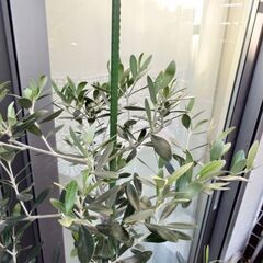 【決まりました】オリーブの木　植木　植物　ガーデニングの画像