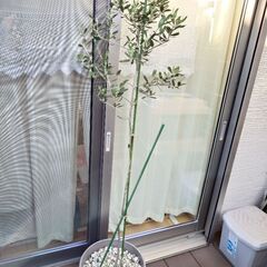 【決まりました】オリーブの木　植木　植物　ガーデニングの画像