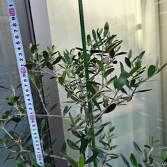 【決まりました】オリーブの木　植木　植物　ガーデニングの画像