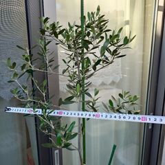 【決まりました】オリーブの木　植木　植物　ガーデニングの画像