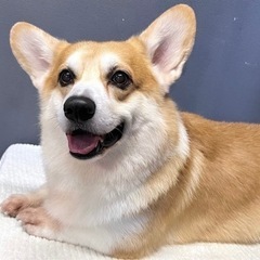 里親募集☆コーギー♂