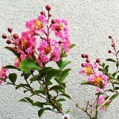 姫サルスベリ　種 30個