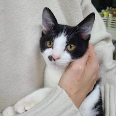 保護子猫ポチくんの家族募集