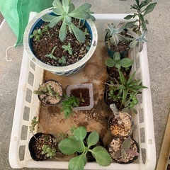 多肉植物☆10鉢