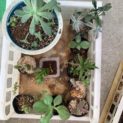 多肉植物☆10鉢の画像