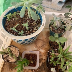 多肉植物☆10鉢の画像