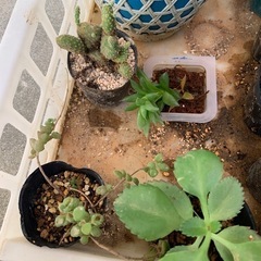 多肉植物☆10鉢の画像