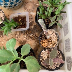 多肉植物☆10鉢の画像