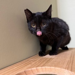 【12/22北九州保護猫譲渡会】ふんわりフォルムの濃いグレーの画像