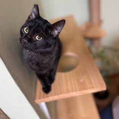 【12/22北九州保護猫譲渡会】ふんわりフォルムの濃いグレー - 北九州市