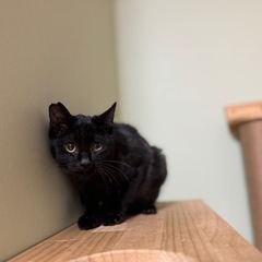 【12/22北九州保護猫譲渡会】ふんわりフォルムの濃いグレー - 里親募集