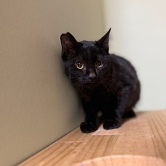 【12/22北九州保護猫譲渡会】ふんわりフォルムの濃いグレー - 猫