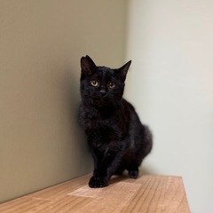 【12/22北九州保護猫譲渡会】ふんわりフォルムの濃いグレー − 福岡県