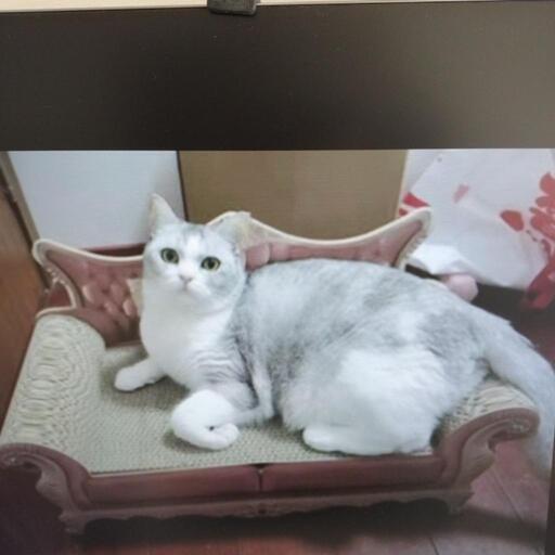 猫爪研ぎ　古典ソファー系　新品