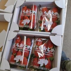 農家直送栃乙女、やよい姫、いばらキッスの画像